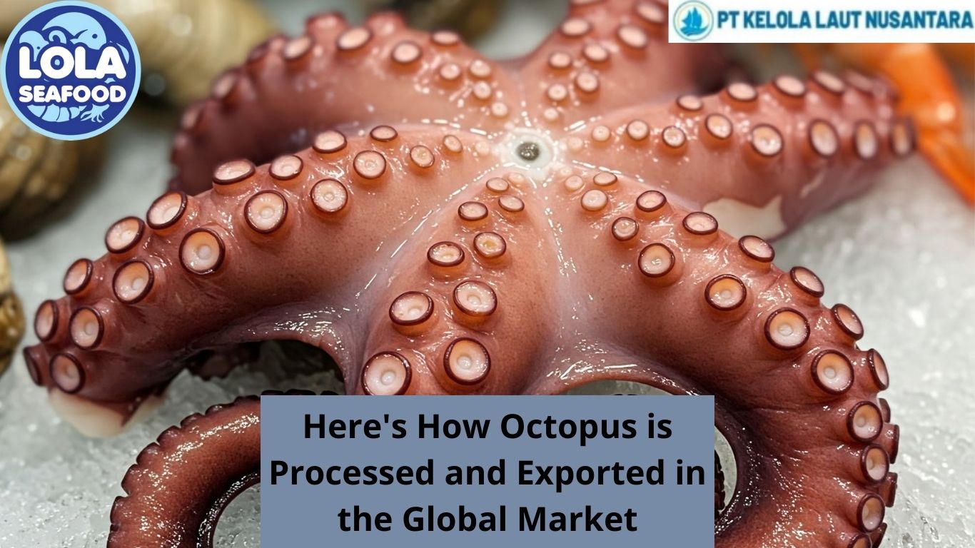 Here's How Octopus is Processed and Exported in the Global Market